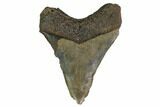 Serrated, Fossil Megalodon Tooth - Georgia #158746-2